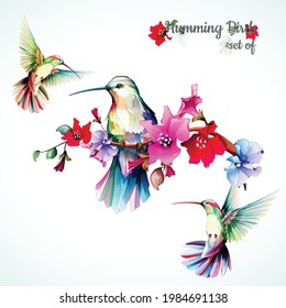Humming birds  Set three humming bird  Hand drawn  watercolor  All objects are separated   easy to move  Vector 