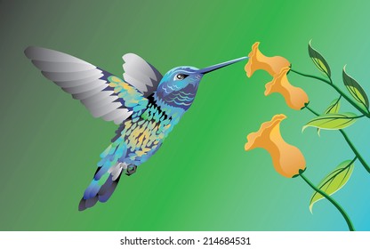 Hummingbird