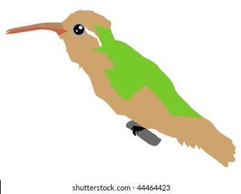 hummingbird