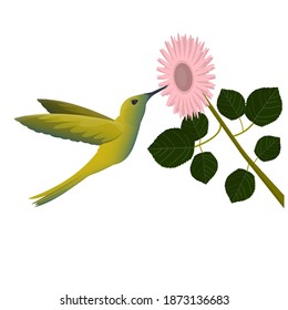 Hummingbird bird. Hummingbird in flight, vector illustration