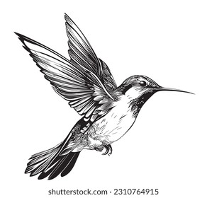 Compartimiento de colibrí, dibujo a mano en ilustración de estilo doodle