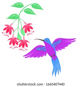 El colibrí se aísla sobre un fondo blanco. Gráficos vectoriales.