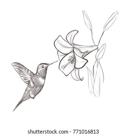 Hummingbird bird nectar flower. Hummingbird and lily hand drawing vector illustration