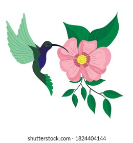 colibrí y flor rosa, ilustración vectorial