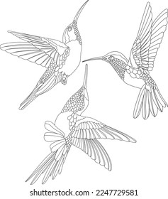 Botanische Illustration von Hummingbird