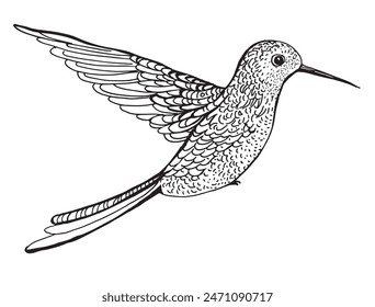 Hummingbird Bird Vector Line Drawing