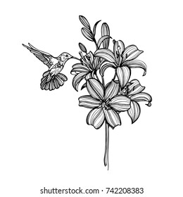 Hummingbird. Birds. Vector illustration. The isolated image on a white background. Vintage style.