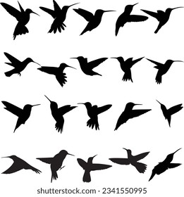 Hummingbird black vector silhouettes. 20 silhouettes of hummingbird