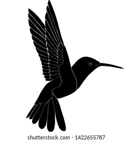 Hummingbird in black and White, Illustrated by hand