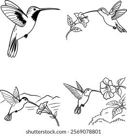 Hummingbird bundle line art and illustrator eps