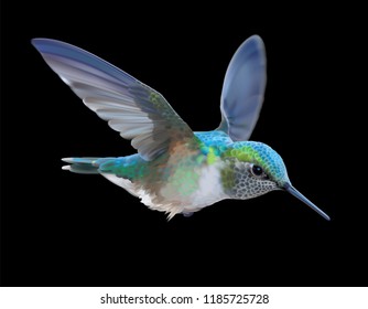 Hummingbird - Calypte  anna.
Hand drawn vector illustration of a flying Anna’s hummingbird with colorful glossy plumage on black background.