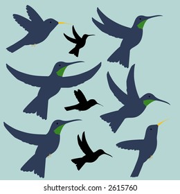 hummingbird choices