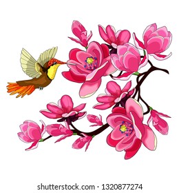 Hummingbird Chrysolampis mosquitus Ruby on flowering magnolia branch vector illustration
