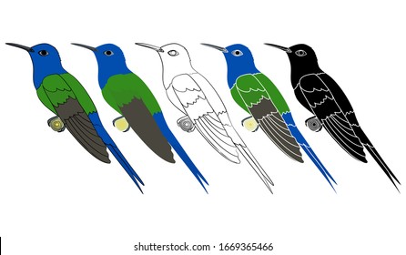 Hummingbird colibri bird in profile view