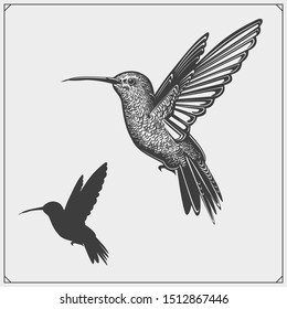 Hummingbird colibri bird silhouettes, logos, emblems and design elements. 