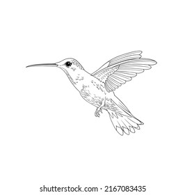Hummingbird colibri bird. Vector illustration. Coloring page, black and white