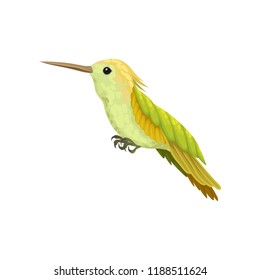 Hummingbird, colibri with bright plumage vector Illustration on a white background