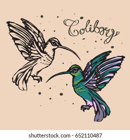 Hummingbird / colibri vector, coloring