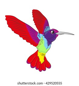 Hummingbird (colibri) vector illustration bird