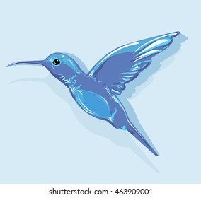 Hummingbird (colibri) vector illustration bird