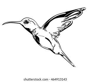 Hummingbird (colibri) vector illustration bird
