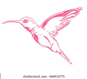 Hummingbird (colibri) vector illustration bird
