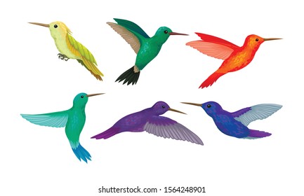 Hummingbird colibri Vector Set. Tropical Birds Collection