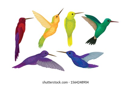 Hummingbird colibri Vector Set. Tropical Birds Collection