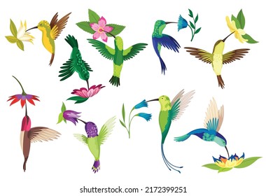 Hummingbird collection. Multi-colored flying tropical colibri with different flowers isolated on white background. Vector illustration of bright paradise birds fly over the blooming flowers