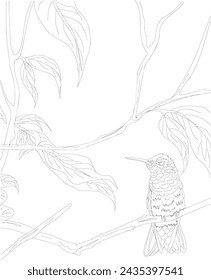 Hummingbird colombia line art for coloring book interior