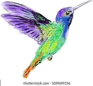 Hummingbird color vector lace vector