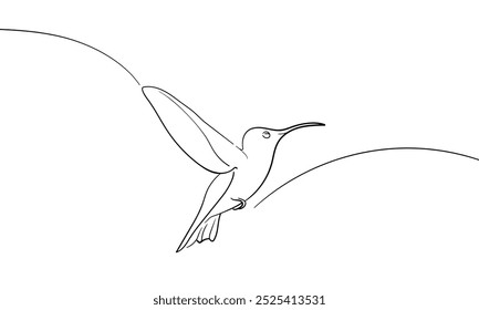 Hummingbird continuous line art drawing isolated on white background. Bird line art drawing. Vector illustration	