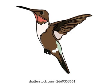 Hummingbird in continuous line drawing on a white background.