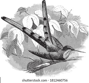 Hummingbird, desde el diccionario de palabras y cosas, 1888.