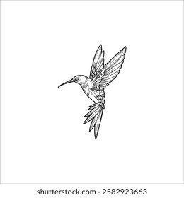 hummingbird drawing artwork handmade illustration