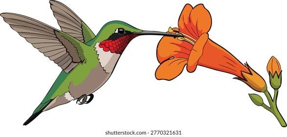 Hummingbird drinking nectar from an orange flower with white background hummingbird drinking wildlife pollination gardening blooming insectivore illustration