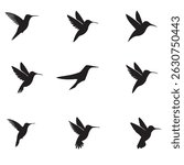 Hummingbird editable  vector set  10