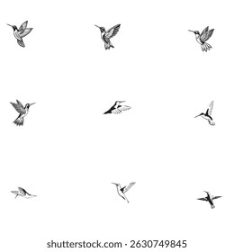 Hummingbird editable  vector set  5