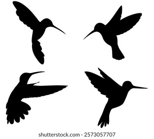 Hummingbird exoctic silhouette collection illustration