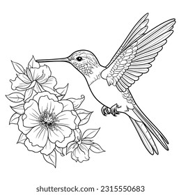 A Hummingbird Feeding From A Flower, isolated in white background, illustration.