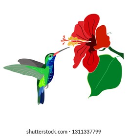 Hummingbird feeding at hibiscus flower vector isolated