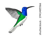 hummingbird flapping its wings vector transparent background