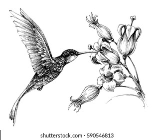 hummingbird and flower line drawing