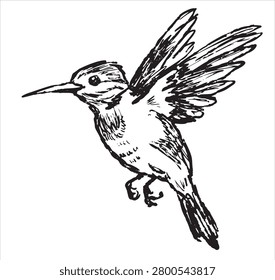 Hummingbird in flight sketch, hand drawn bird with spread wings hovering mid air. Wildlife animal doodle art, nature study ink drawing, flying avian creature black white graphic