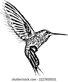 Hummingbird in flight vector illustration deign
