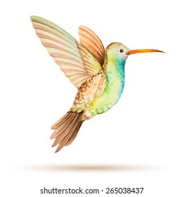 Hummingbird in flight, watercolor vector illustration on a white background.