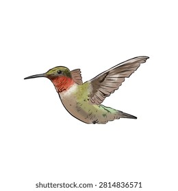 hummingbird in flight without background