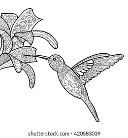 Hummingbird and flower coloring book for adults vector illustration. 
