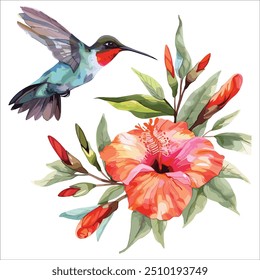 Hummingbird with flower design, watercolor vector isolated background