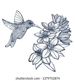 Hummingbird with flower , hand drawing vector isolated on white background